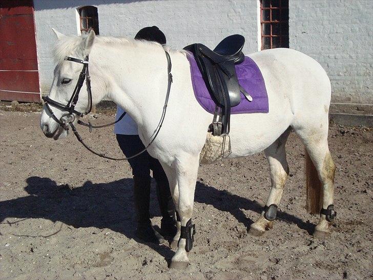 Connemara Perle :) - Apr. 2011 Snart klar til en ridetur i det dejlige vejr  billede 14