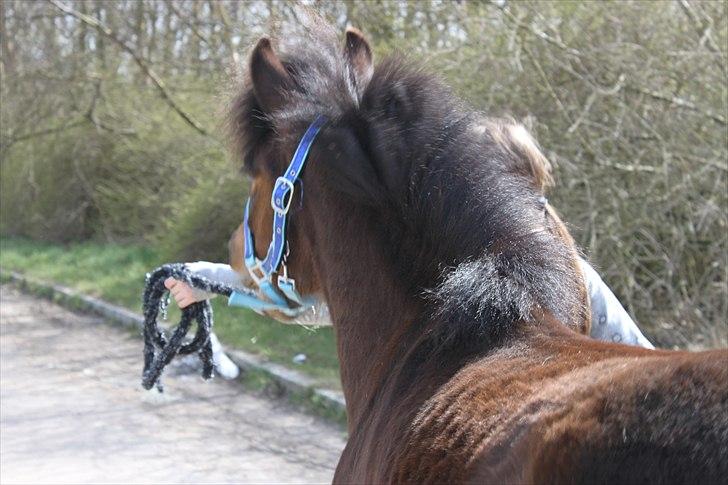 Anden særlig race Nemo - :D billede 20