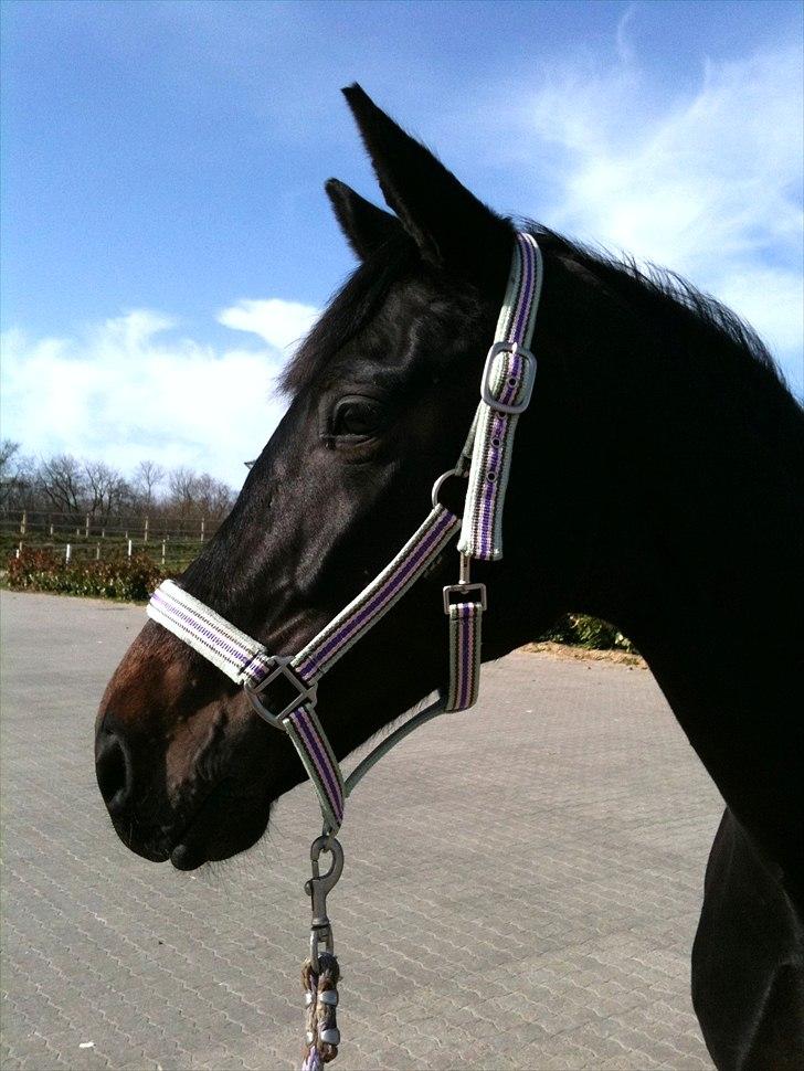 Tysk Oldenburger DUNJA - Himmelhest - Det kan næsten ikke bliver smukkere på sådan en solskinsdag billede 11