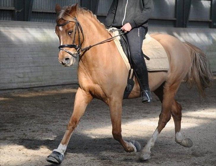 Hollandsk Sportspony Olivier - Taget af: KNH  billede 10