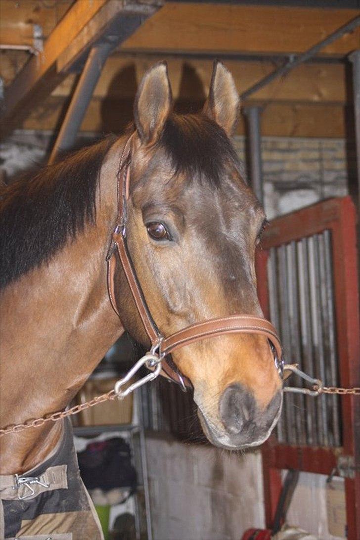 Dansk Varmblod Fuglesangsgårds domain - Foto: Emma Jørgensen billede 2