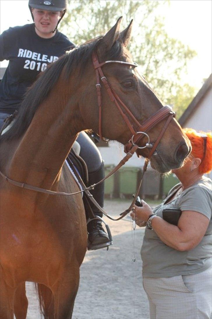 Dansk Varmblod Fuglesangsgårds domain - Efter træning :) Foto: Stina Hansen billede 3