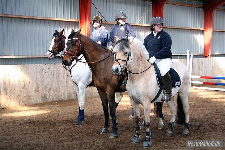 Dansk Varmblod Fuglesangsgårds domain billede 4