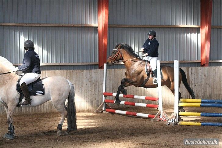 Dansk Varmblod Fuglesangsgårds domain - Spring :) billede 5