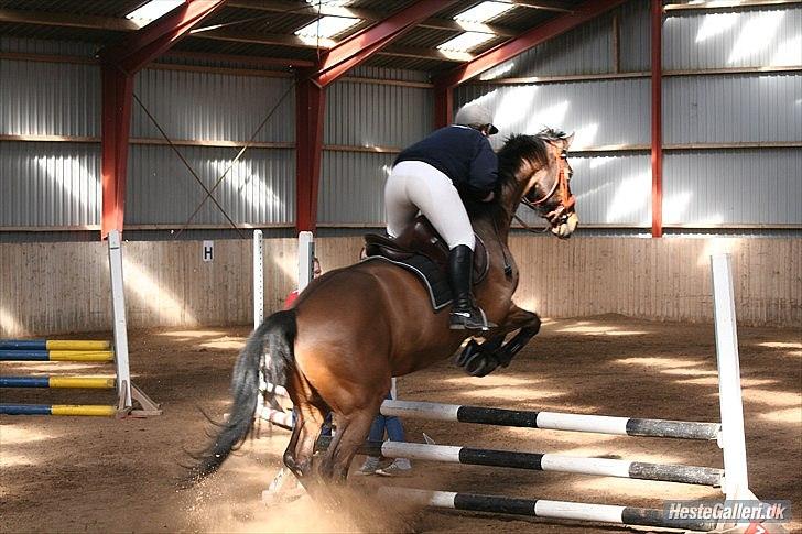 Dansk Varmblod Fuglesangsgårds domain billede 6