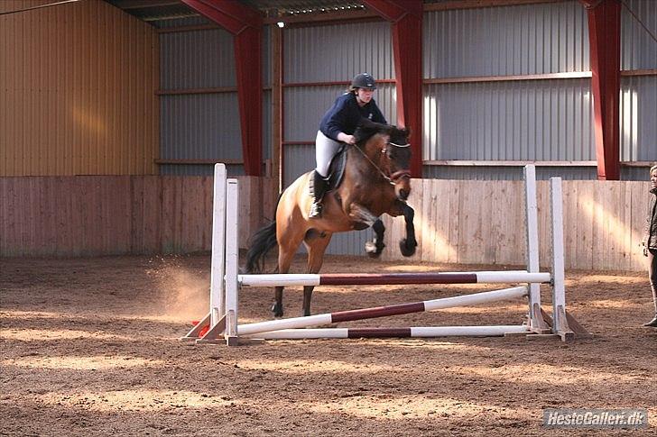 Dansk Varmblod Fuglesangsgårds domain billede 7