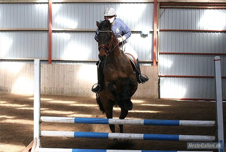 Dansk Varmblod Fuglesangsgårds domain - Skævt spring :D billede 8