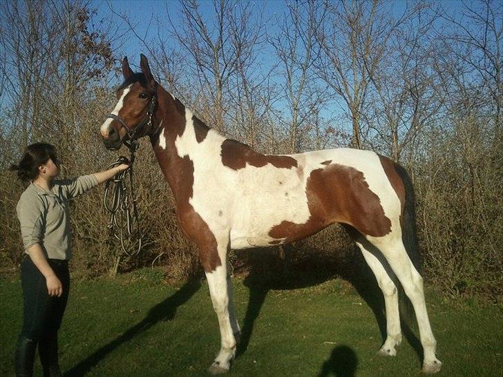 Anden særlig race Mercedes - Billedet er taget april 2011 billede 10