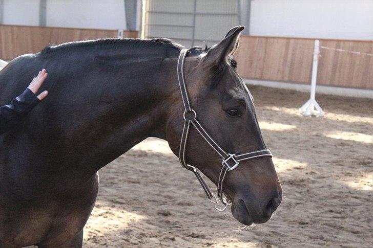 Anden særlig race Platinico - Tidl. PASSER - <3 Taget af: Amalie Jeberg billede 11