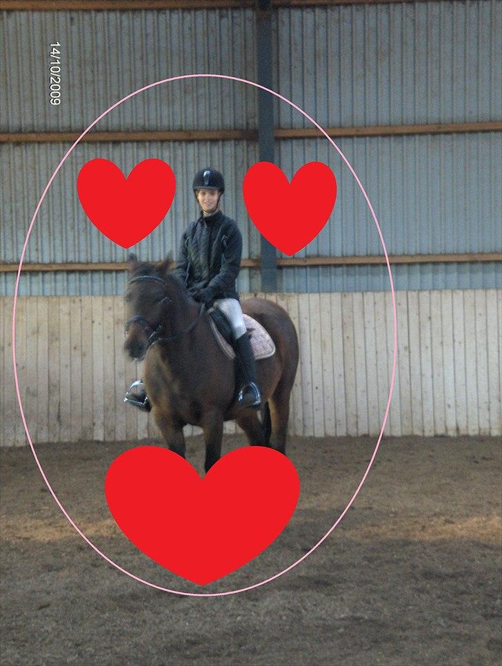 Nordsvensk Skovhest Tess Aka. Betty Boobh - Da jeg var opppe og prøve Tess. shit hun var en drøm! :D <3 billede 9