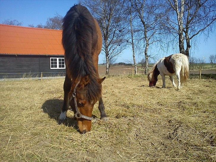 Pinto Kallestrups Omiaisis O´shar billede 16