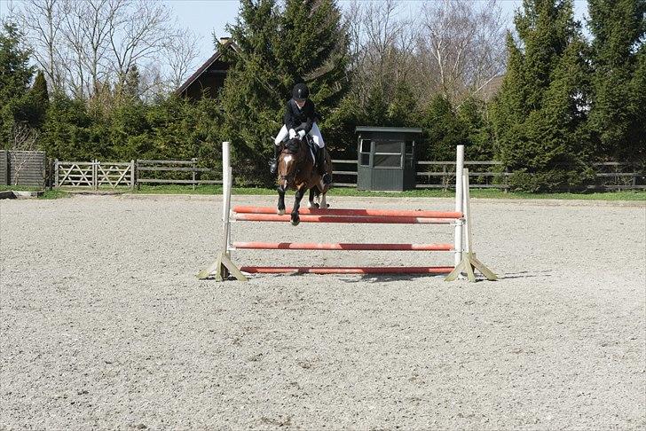 New Forest MMT Marron - "Hopsa" så let som igen ting<3<3<3 billede 7