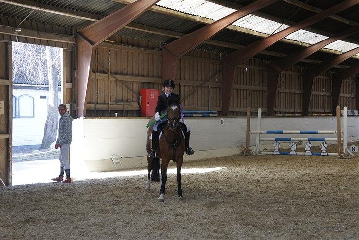 New Forest MMT Marron - 1 plads epone 90cm ( ring og spring) billede 9