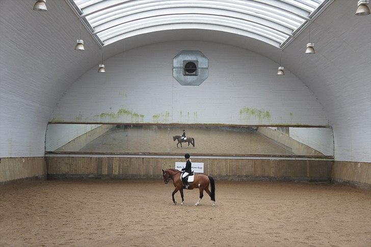 New Forest MMT Marron - dressur på matsson LC2! Med spejlbilled<3
 billede 10