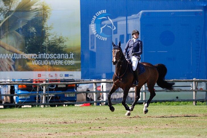 Dansk Varmblod - Caliber - Toscana tour CSI*** Arezzo 2011 billede 4