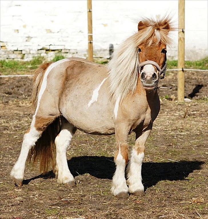 Shetlænder Ingeborg billede 17
