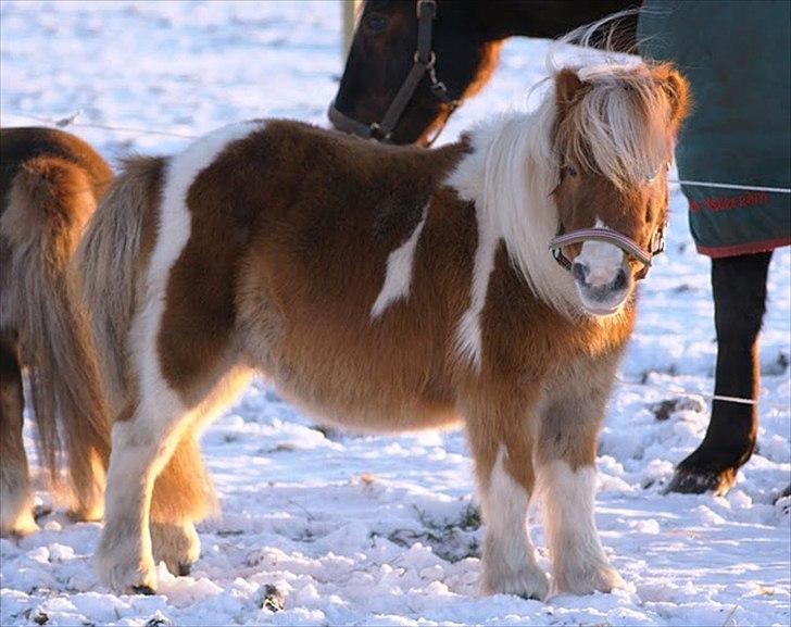 Shetlænder Ingeborg billede 18