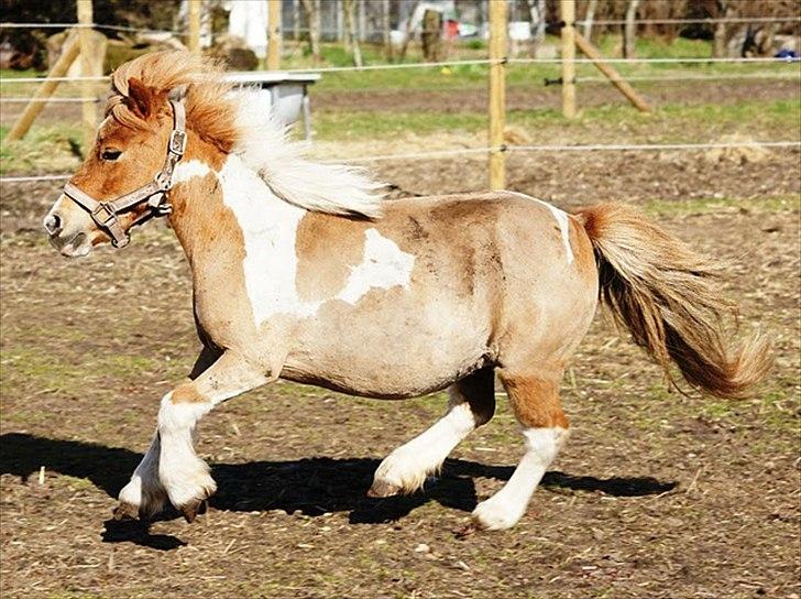 Shetlænder Ingeborg billede 19