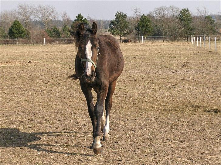 Dansk Varmblod Søballegårds Domina billede 4