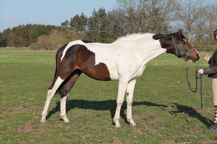 Pinto Enekær's Viento de Verano #solgt# - Taget d. 11. april 2011 billede 18