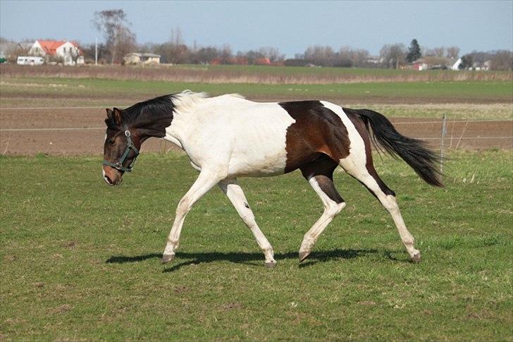 Pinto Enekær's Viento de Verano #solgt# - Også taget d. 11. april 2011 billede 19