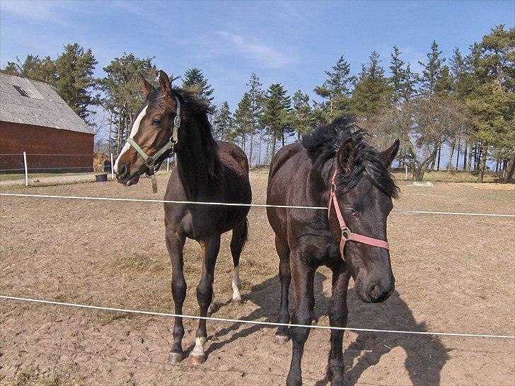 Dansk Varmblod Søballegårds Domina billede 5