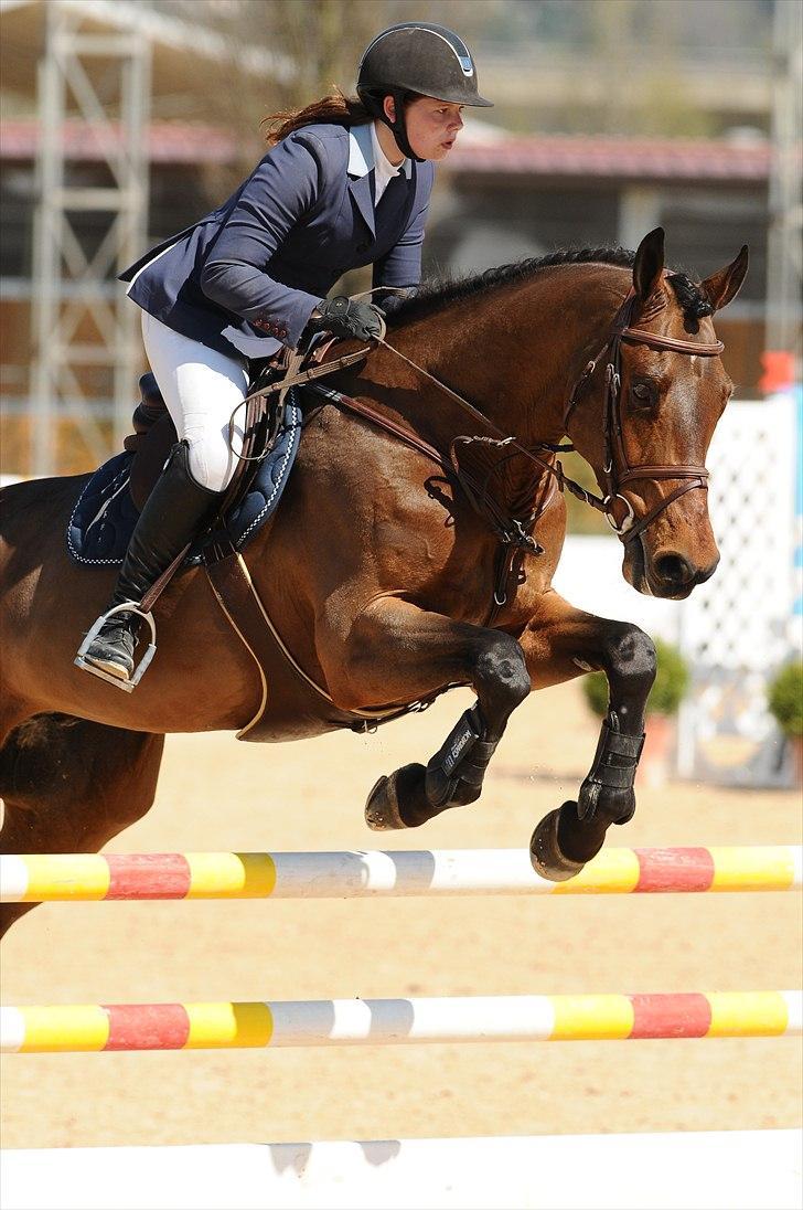 Svensk Varmblod - Lord Nelson (SWB) - Toscana tour CSI*** Arezzo 2011 billede 1
