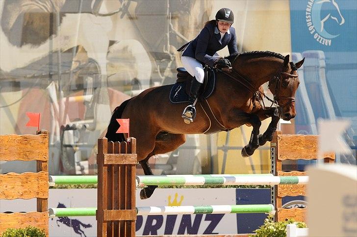 Svensk Varmblod - Lord Nelson (SWB) - Toscana tour CSI*** Arezzo 2011 billede 2