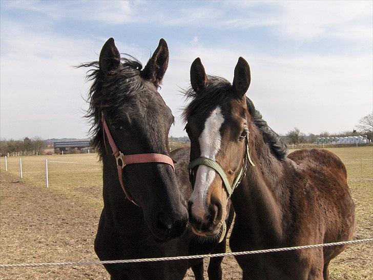 Dansk Varmblod Søballegårds Domina billede 7