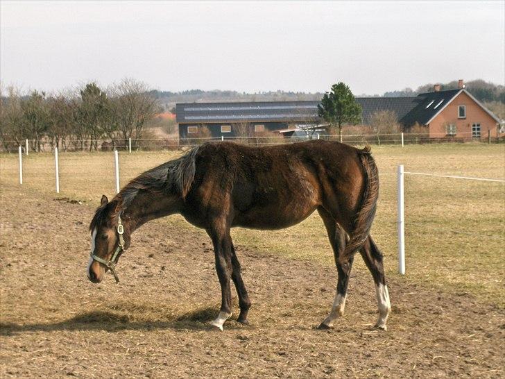 Dansk Varmblod Søballegårds Domina billede 8