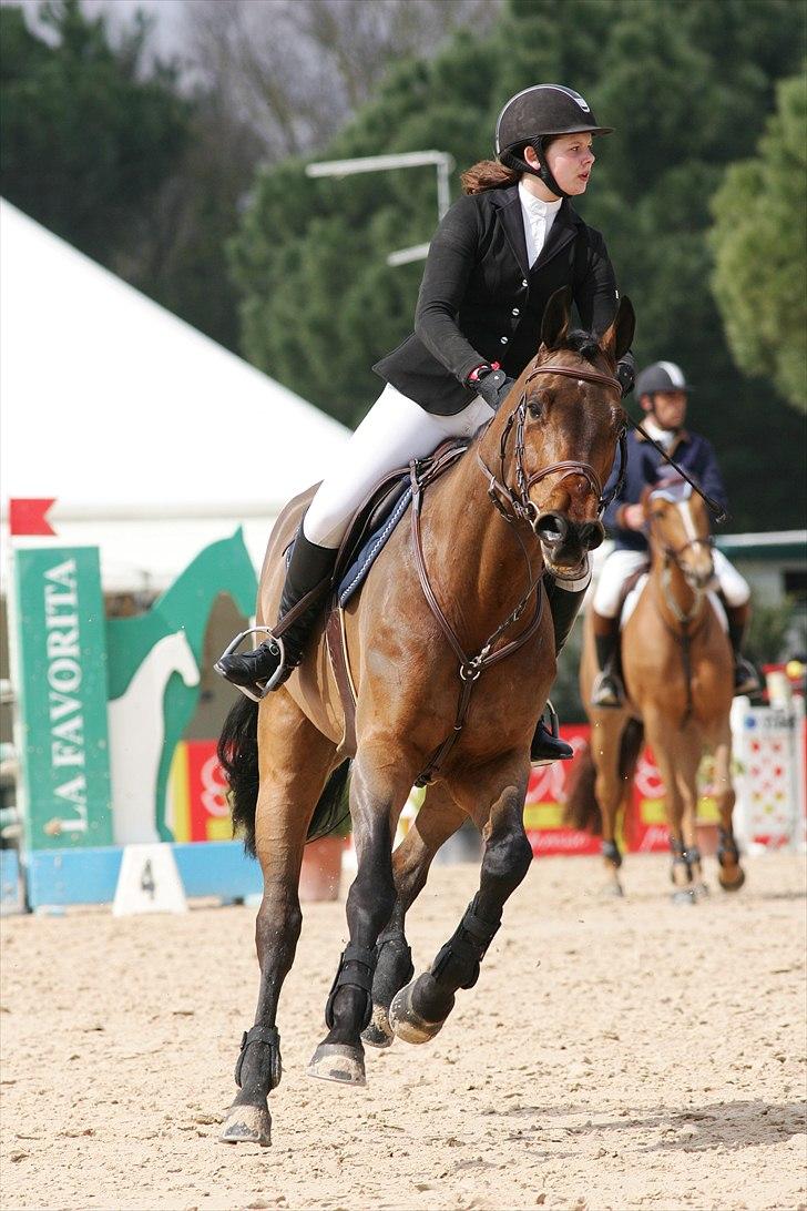 Svensk Varmblod - Lord Nelson (SWB) - Toscana tour CSI*** Arezzo 2011 billede 3