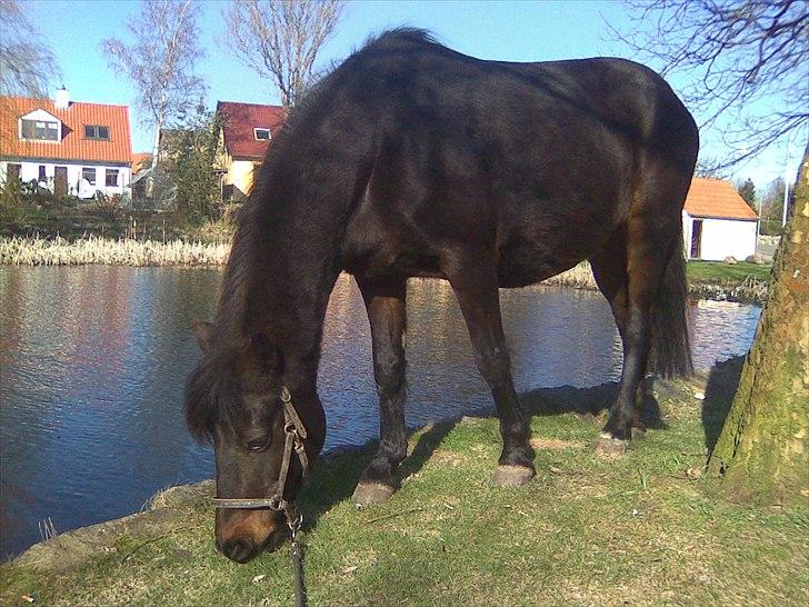 Anden særlig race | Amina *1991 † 2012 - Amina d. 11. april 2011. Èn uge efter hun er blevet skilt fra sit føl billede 14