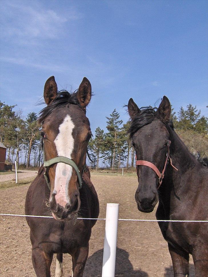 Frieser Miscja billede 17