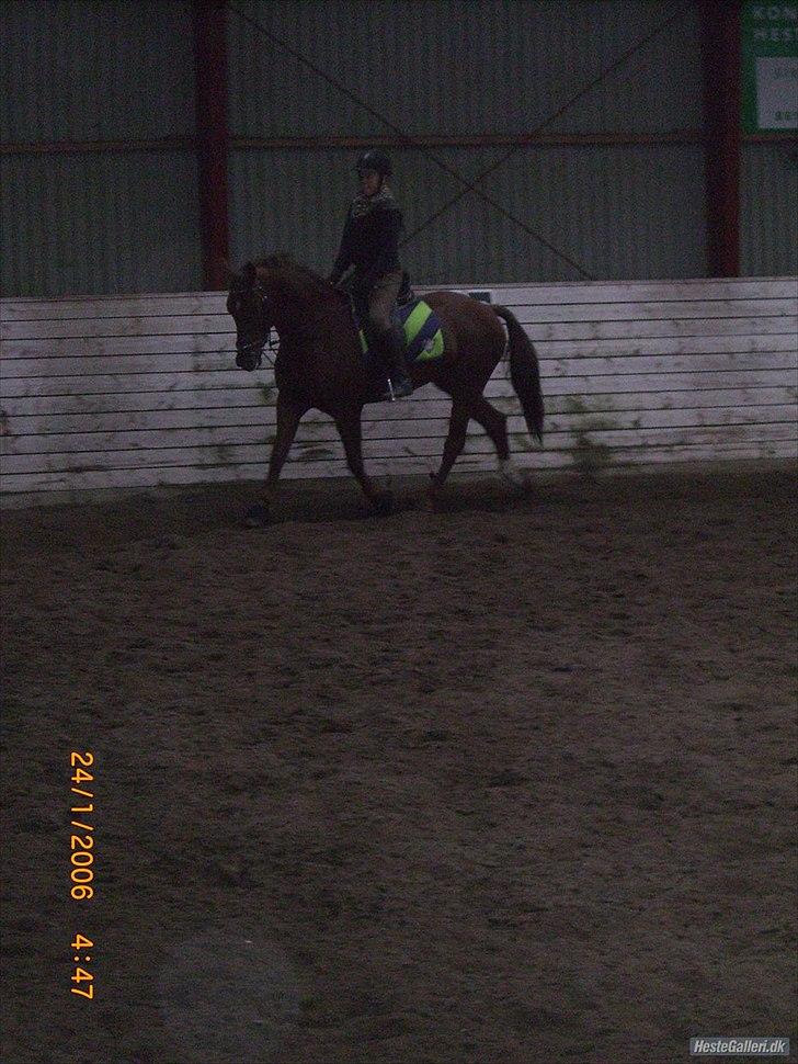 Anden særlig race Branco.  billede 15