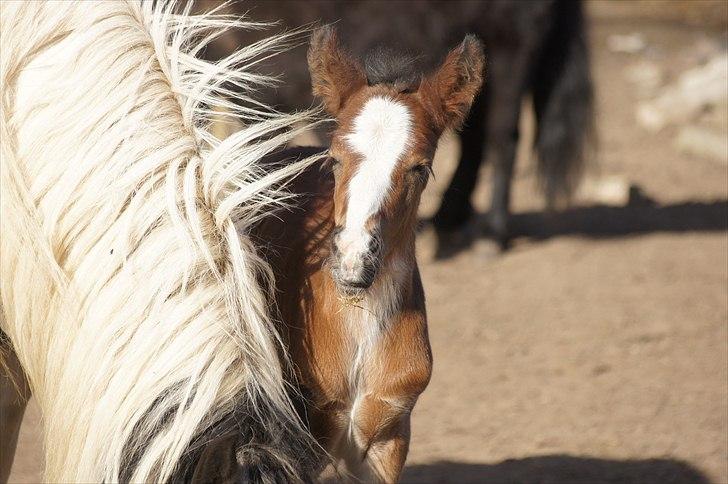 Irish Cob Hauge´s Aurora *solgt* billede 14