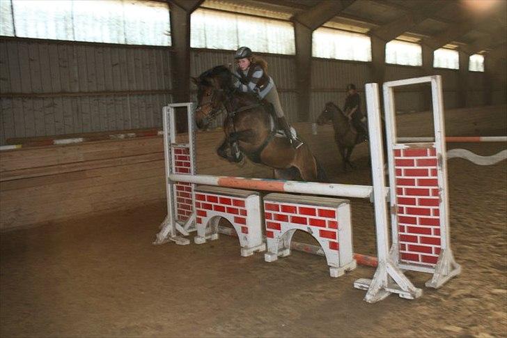 Anden særlig race Victoria. - #18 et lille spring d: ca95 cm. billede 13