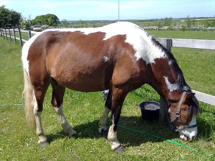 Anden særlig race Blanding - Aladdin <3 - En dejlig sommerdag<3 billede 7