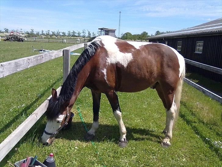 Anden særlig race Blanding - Aladdin <3 - -//- billede 8