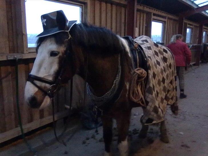 Anden særlig race Blanding - Aladdin <3 - ya, jeg er en glad lille cowboyder hest, fra texas prærie land xD billede 9