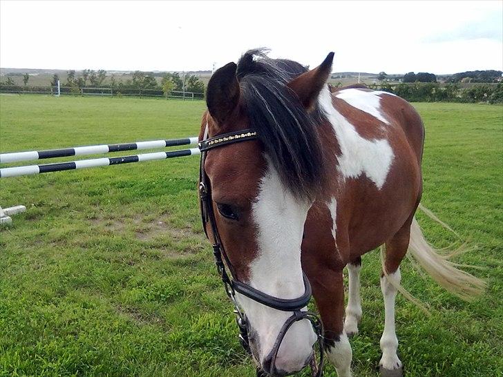 Anden særlig race Blanding - Aladdin <3 - ude i blæsse vejret xD! billede 10