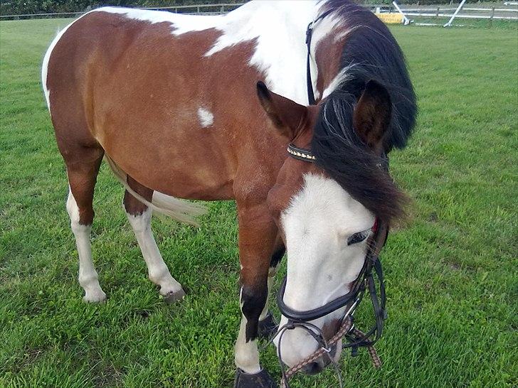 Anden særlig race Blanding - Aladdin <3 - -//- billede 11