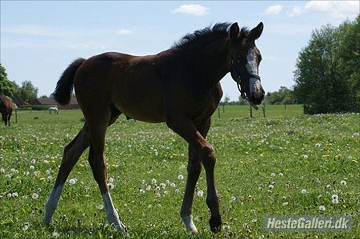 Dansk Varmblod Søballegårds Domina billede 9