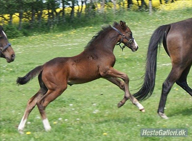 Dansk Varmblod Søballegårds Domina billede 10