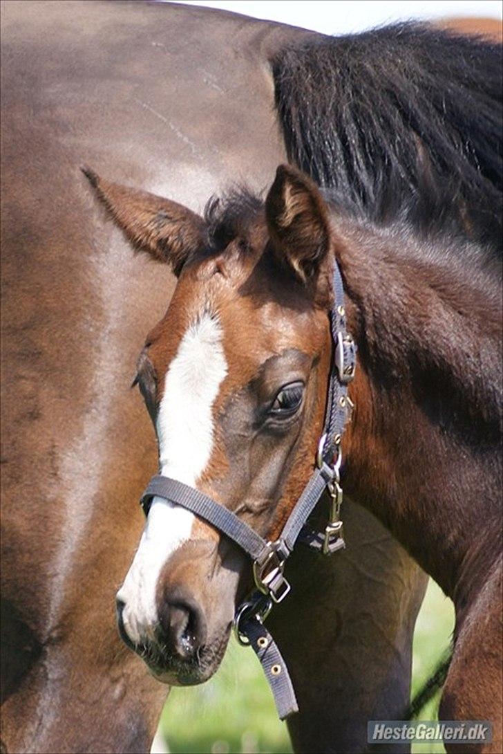 Dansk Varmblod Søballegårds Domina billede 11