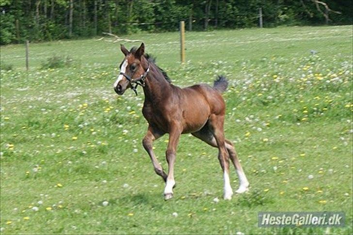 Dansk Varmblod Søballegårds Domina billede 12