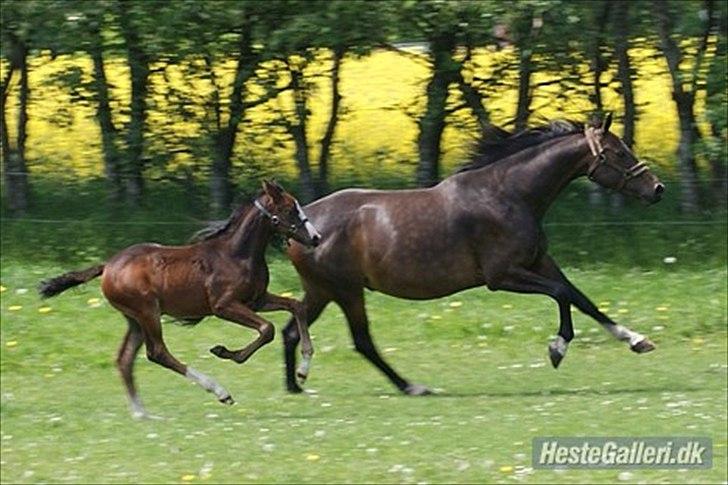 Dansk Varmblod Søballegårds Domina billede 14