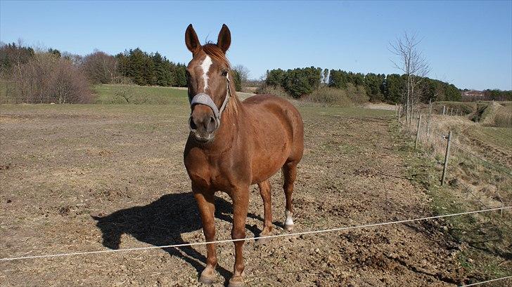 Anden særlig race Unique. billede 11