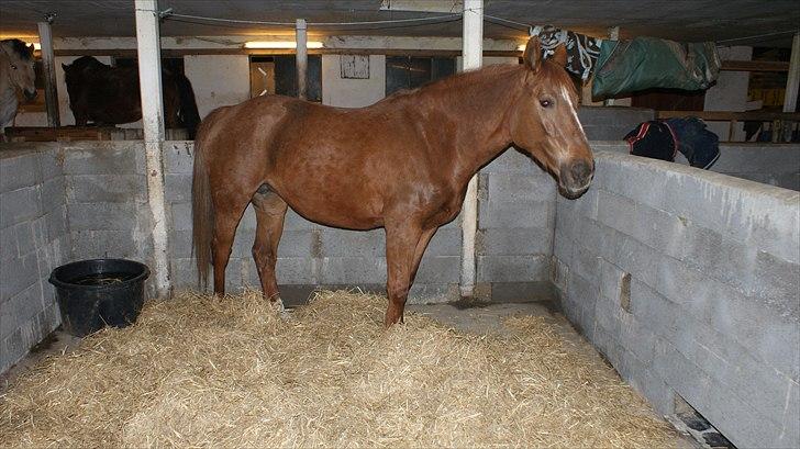 Anden særlig race Unique. billede 12