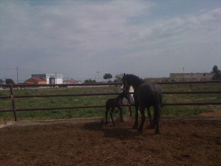 Barockpferd Isabel ( Solgt ) billede 1