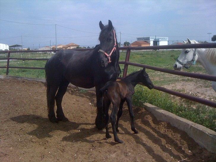 Barockpferd Isabel ( Solgt ) billede 2